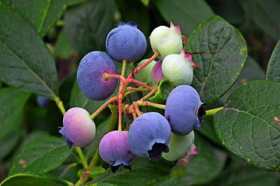 frukt prydnadsträd buskar produktion i Polen