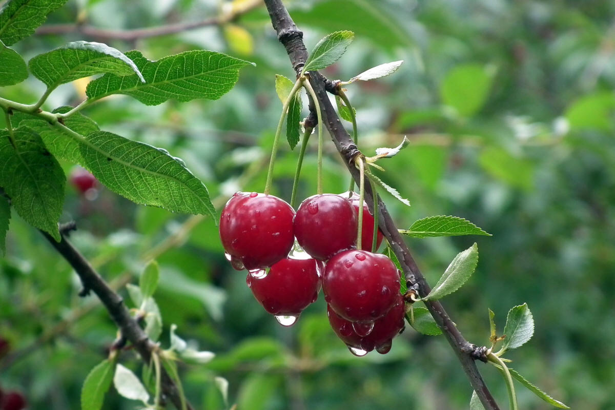frukt prydnadsträd buskar produktion i Polen